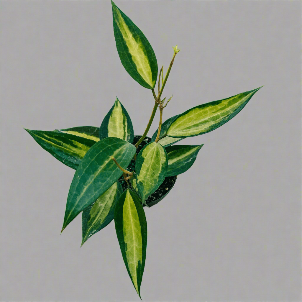 Variegated Hoya Macrophylla 'Pot Of Gold'