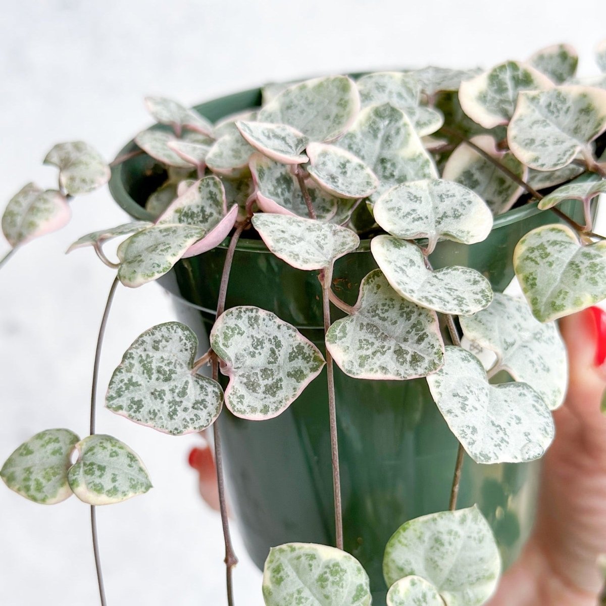 Variegated String Of Hearts - Ceropegia Woodii Variegata