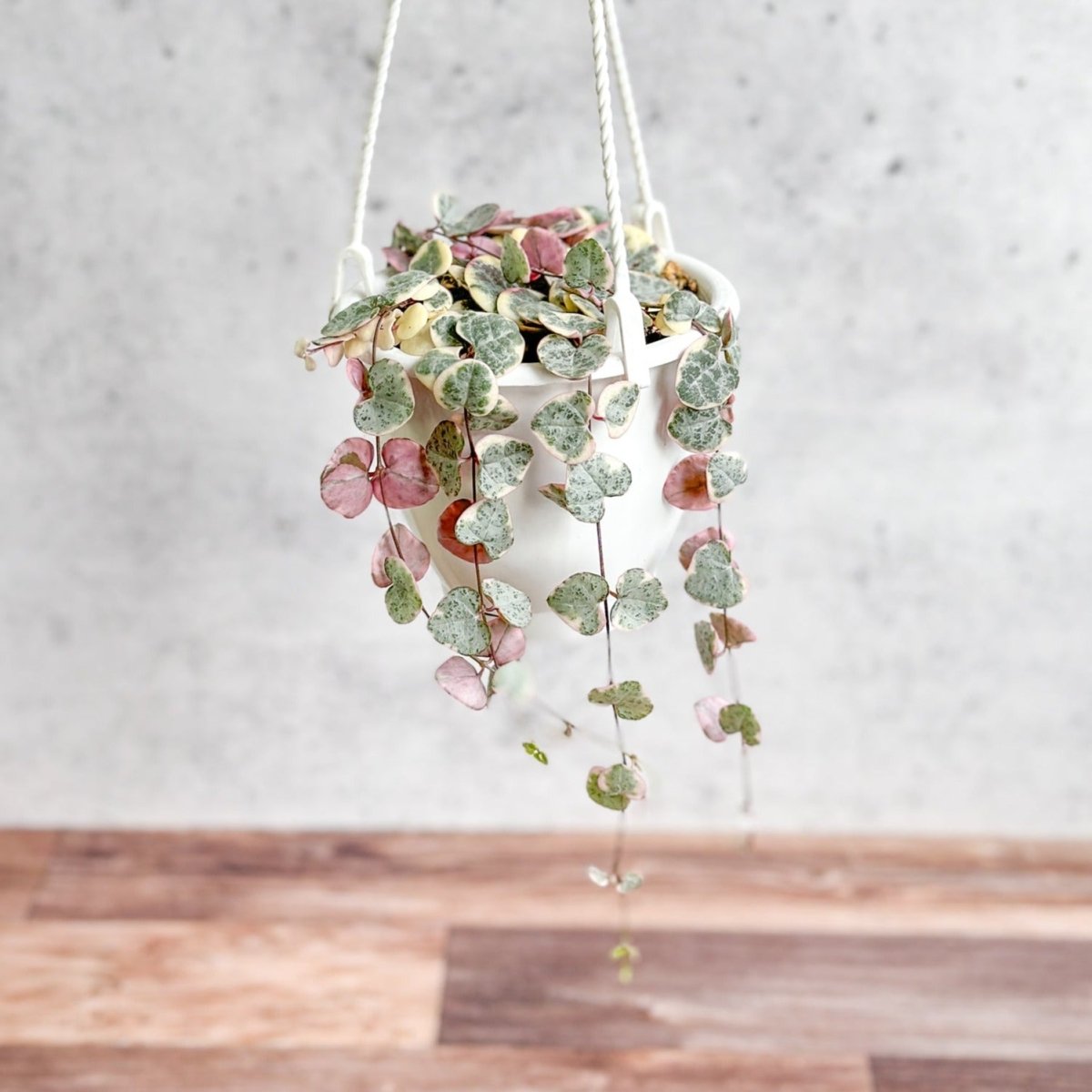 Variegated String Of Hearts - Ceropegia Woodii Variegata - 4.5 Inch Hanging Basket