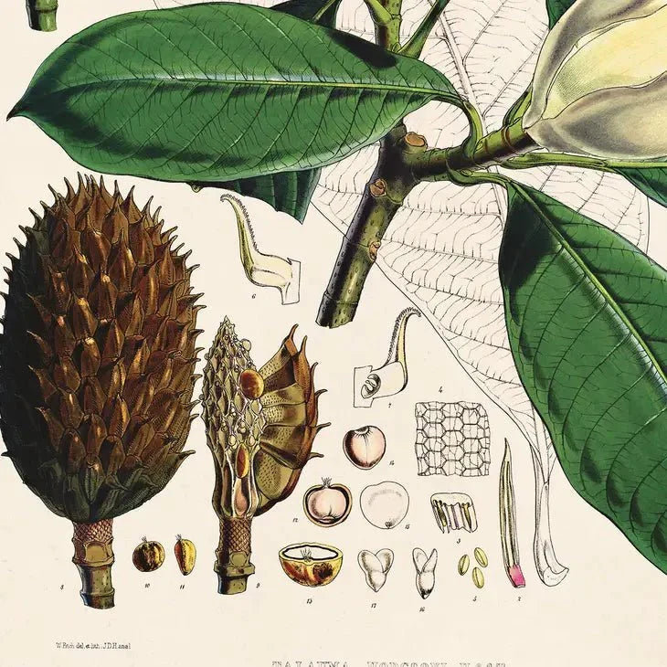 Vintage-Style Botanical Magnolia Print