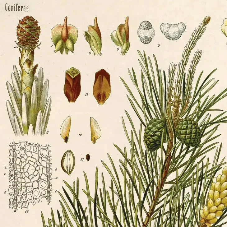 Vintage-Style Botanical Scots Pine Art Print