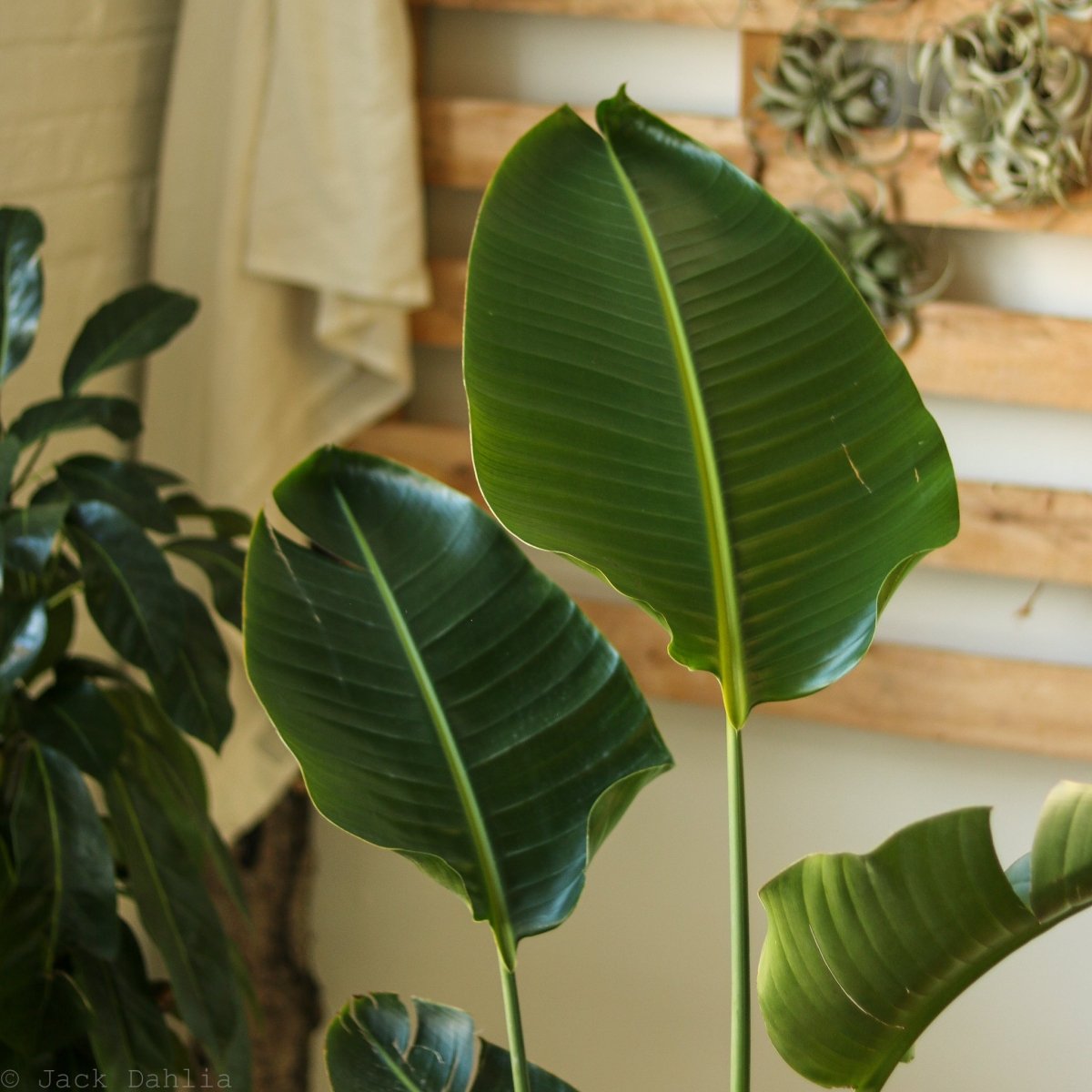 White Bird Of Paradise Floor Plant - NYC Local Pickup & Delivery Only