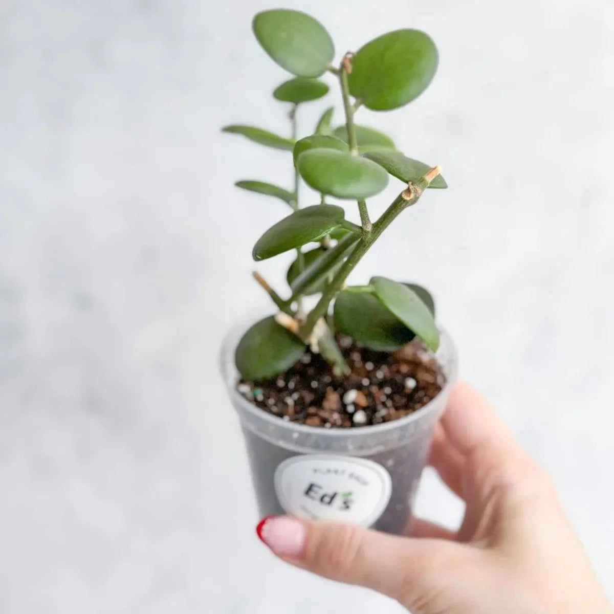 Xerosicyos Danguyi - Silver Dollar Vine