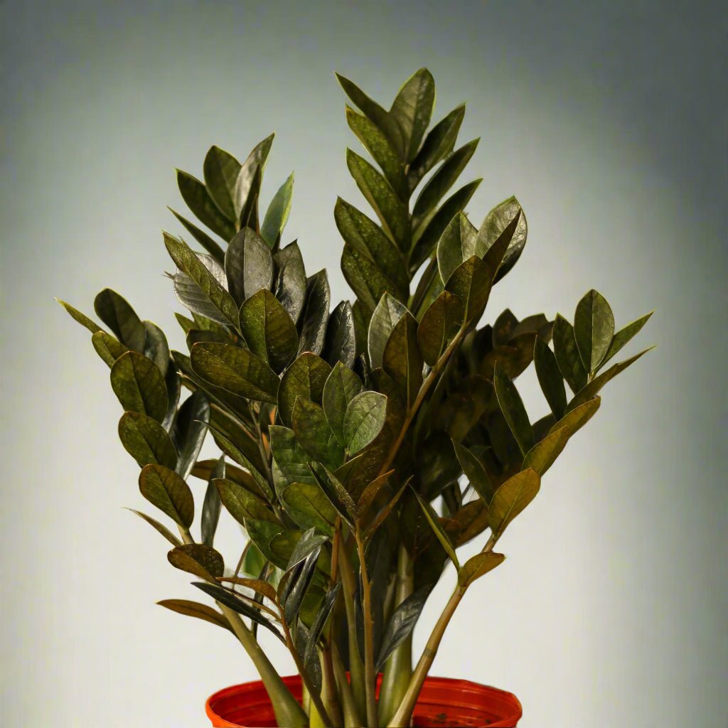 Zamioculcas Zamiifolia 'Raven ZZ'