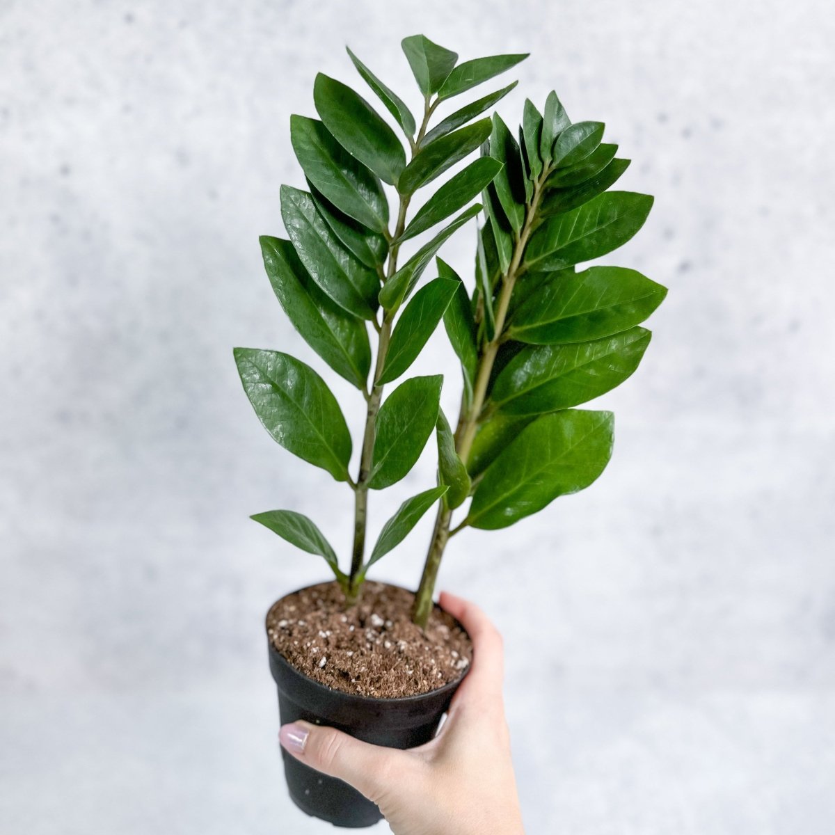Zamioculcas Zamiifolia -ZZ Plant