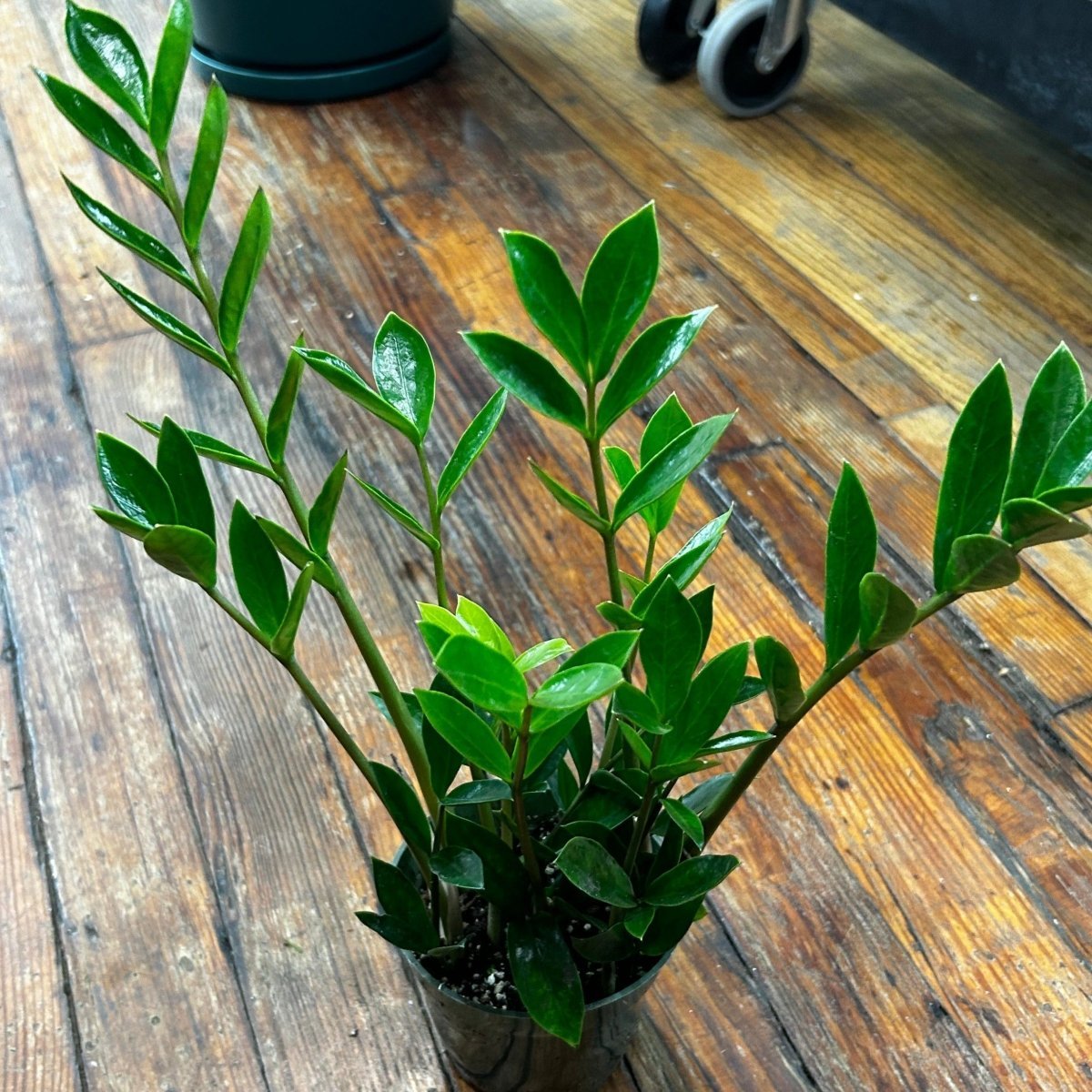 Zamioculcus Zamicro - Zamicro ZZ Plant