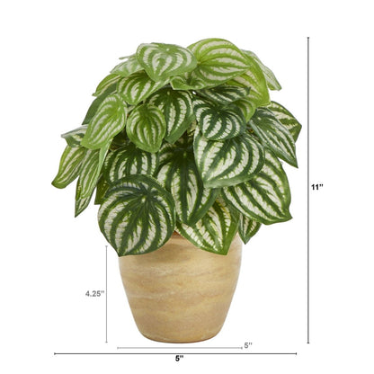  11-inch Artificial Watermelon Peperomia - Faux Plant In Ceramic Planter