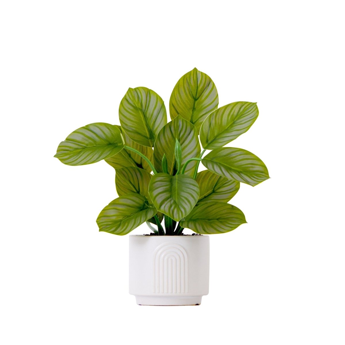  12-in Artificial Calathea Plant With Decorative Planter