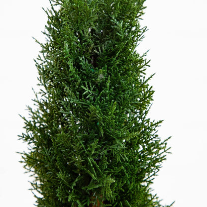  2-Ft Maintenance Free Spiral Cedar Topiary