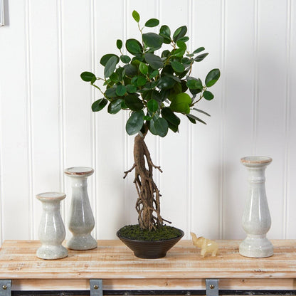  2-ft Realistic Artificial Ficus Tree – Bonsai Style In Decorative Planter
