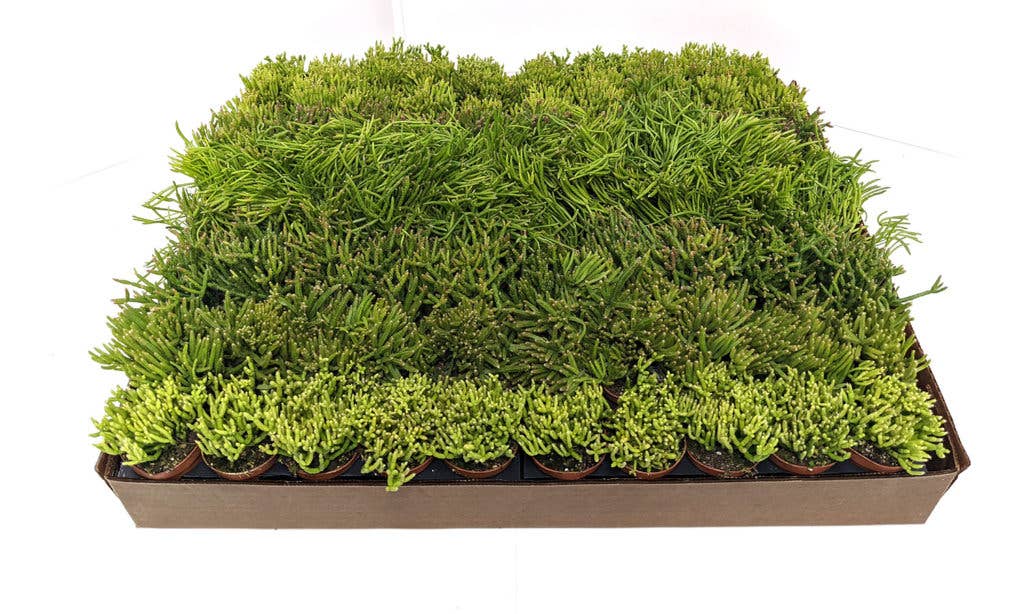  2" Rhipsalis Assortment – Variety Pack Of Jungle Cactus
