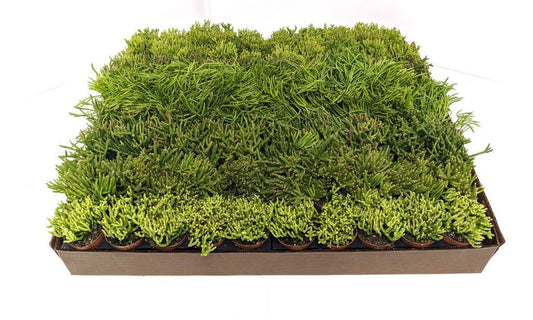  2" Rhipsalis Assortment – Variety Pack Of Jungle Cactus