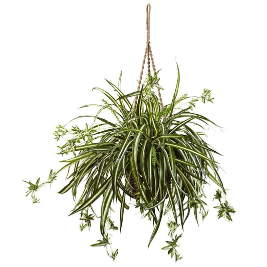  20-in Spider Plant Hanging Basket