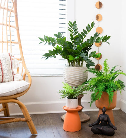  28-in Artificial ZZ Plant | Faux Zamioculcas For Effortless Indoor Greenery