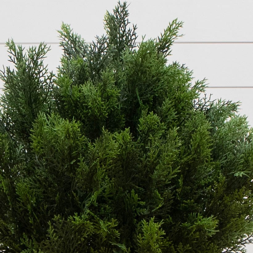  3-ft Cedar Bush (Indoor/Outdoor)