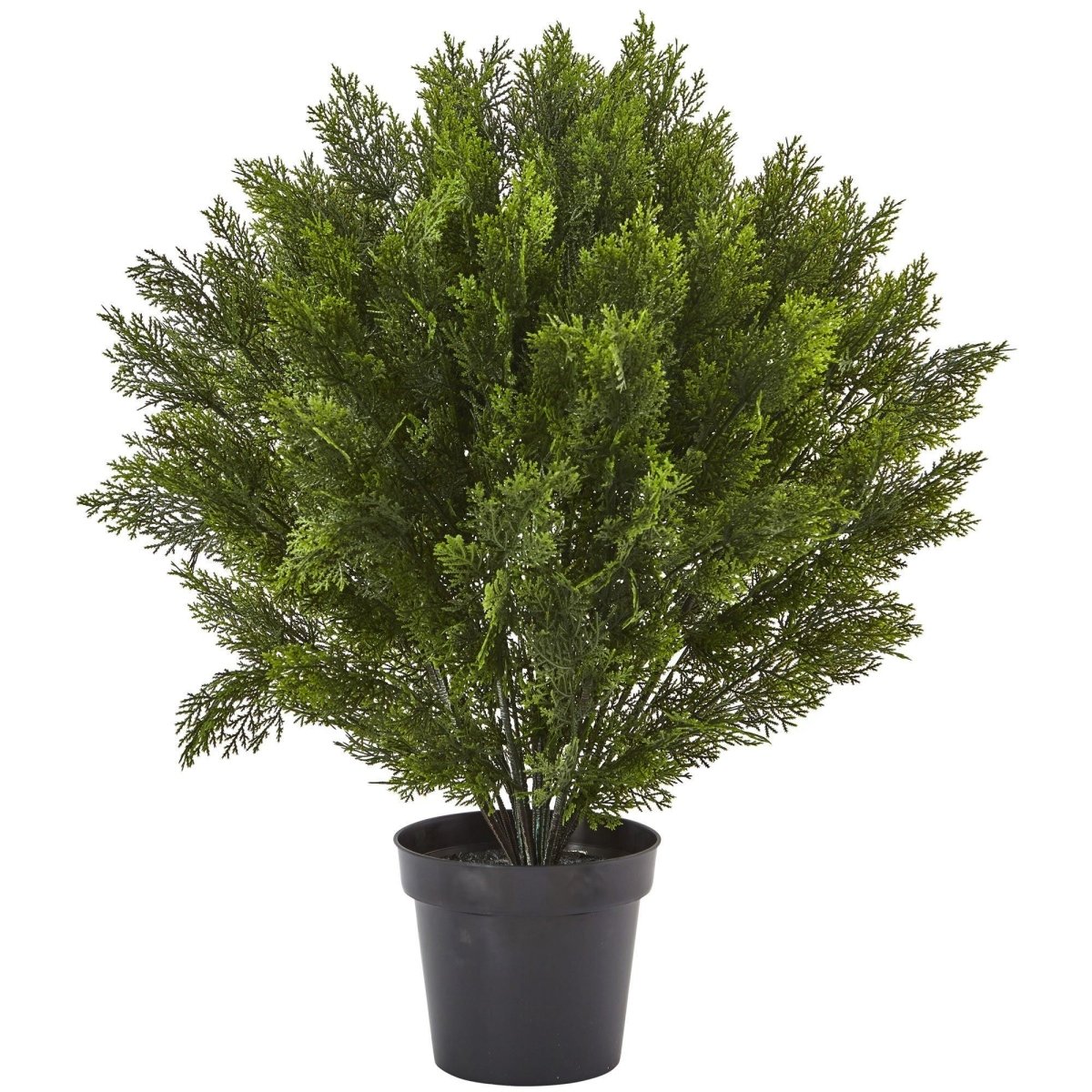  3-ft Cedar Bush (Indoor/Outdoor)