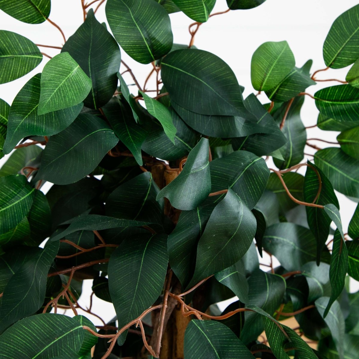  3-ft Ficus Silk Tree