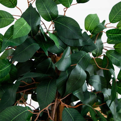  3-ft Ficus Silk Tree