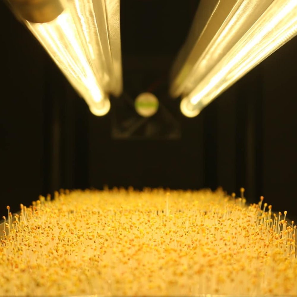  4' LED Grow Lamp – T8 HO Sun White Spectrum