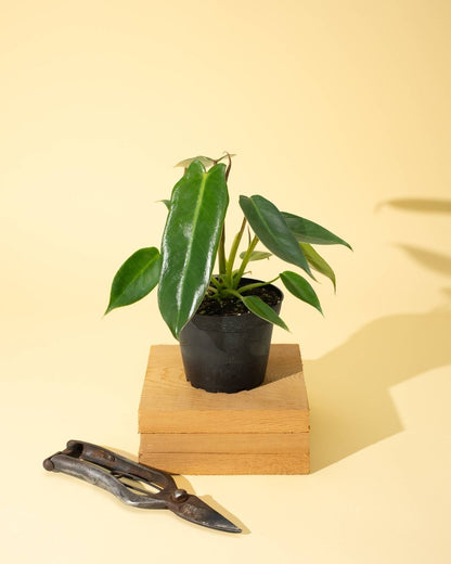  Philodendron 'Spiritus Sancti'