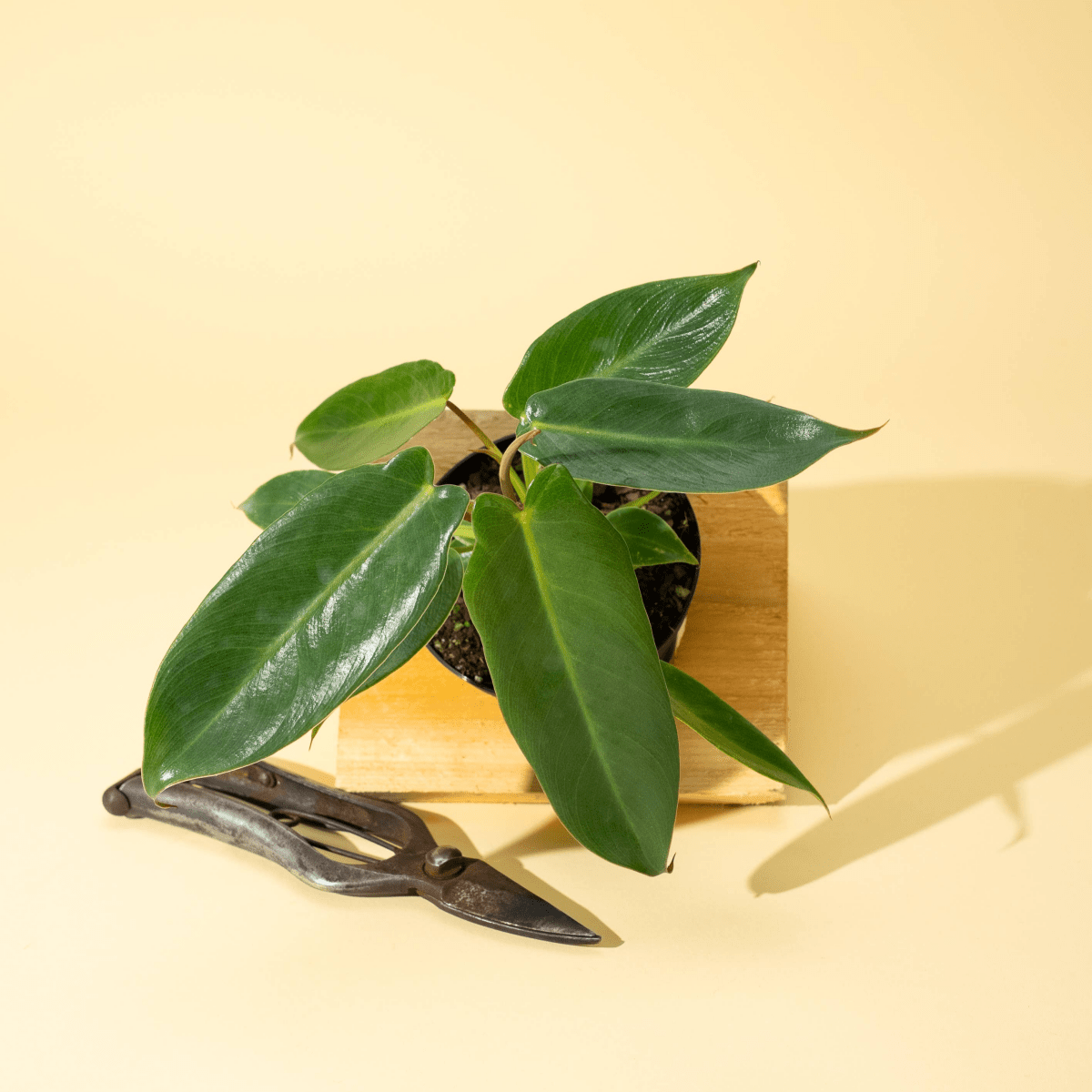  Philodendron 'Spiritus Sancti'