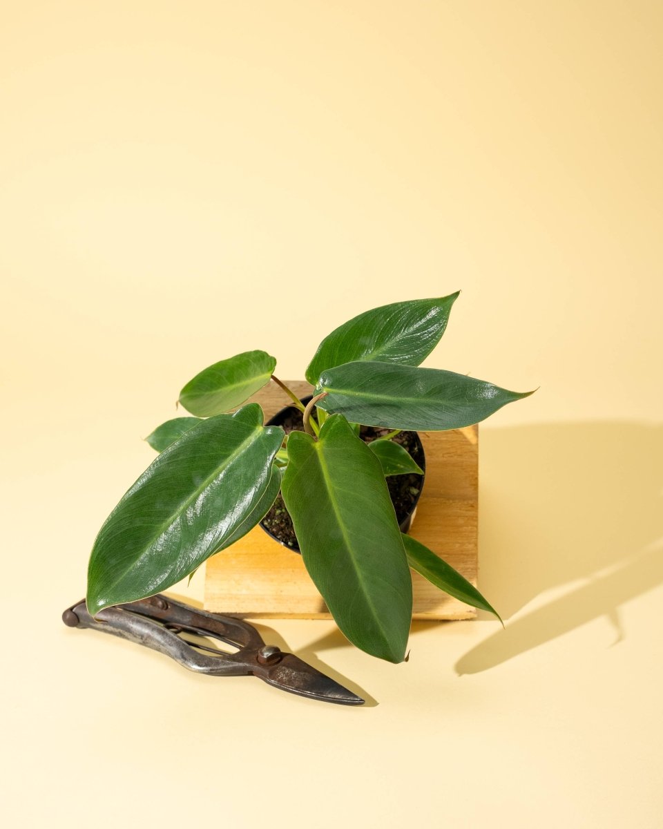  Philodendron 'Spiritus Sancti'