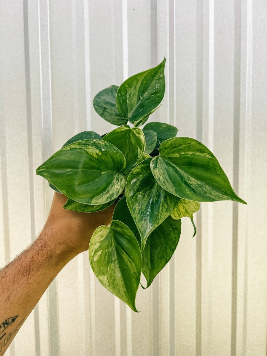  Philodendron Variegated Heartleaf – Rare Vining Houseplant