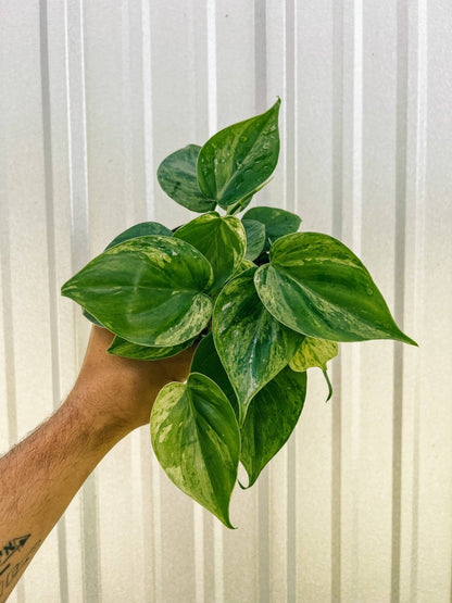  Philodendron Variegated Heartleaf – Rare Vining Houseplant