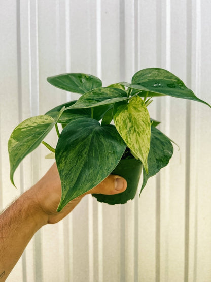  Philodendron Variegated Heartleaf – Rare Vining Houseplant