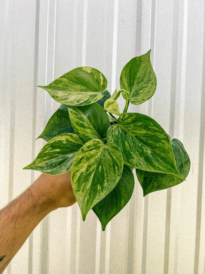  Philodendron Variegated Heartleaf – Rare Vining Houseplant