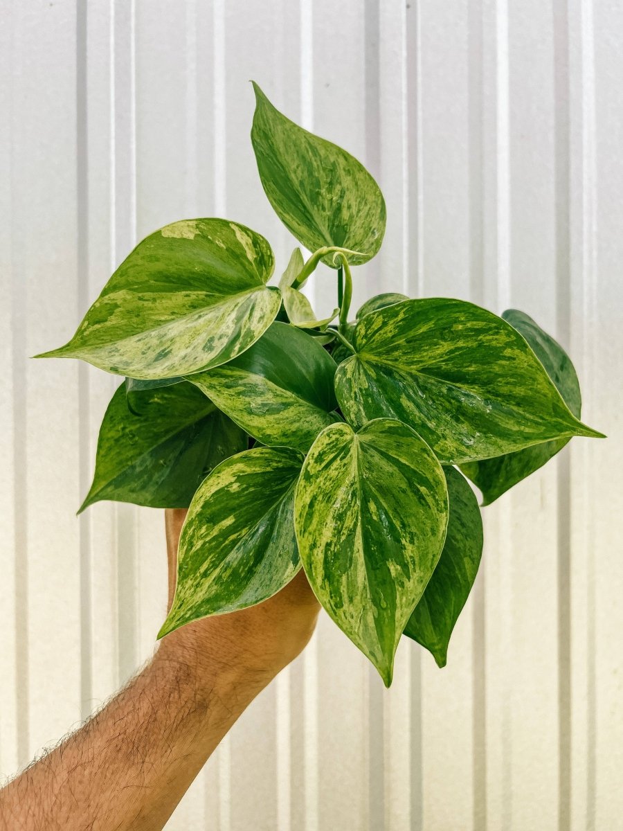  Philodendron Variegated Heartleaf – Rare Vining Houseplant