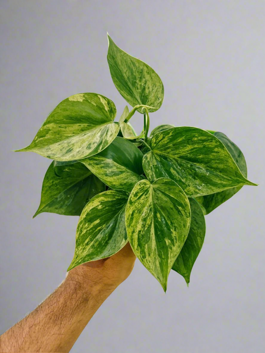  Philodendron Variegated Heartleaf – Rare Vining Houseplant