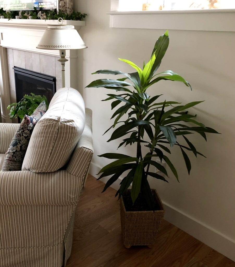  48-in Dracaena Silk Plant (Real Touch)