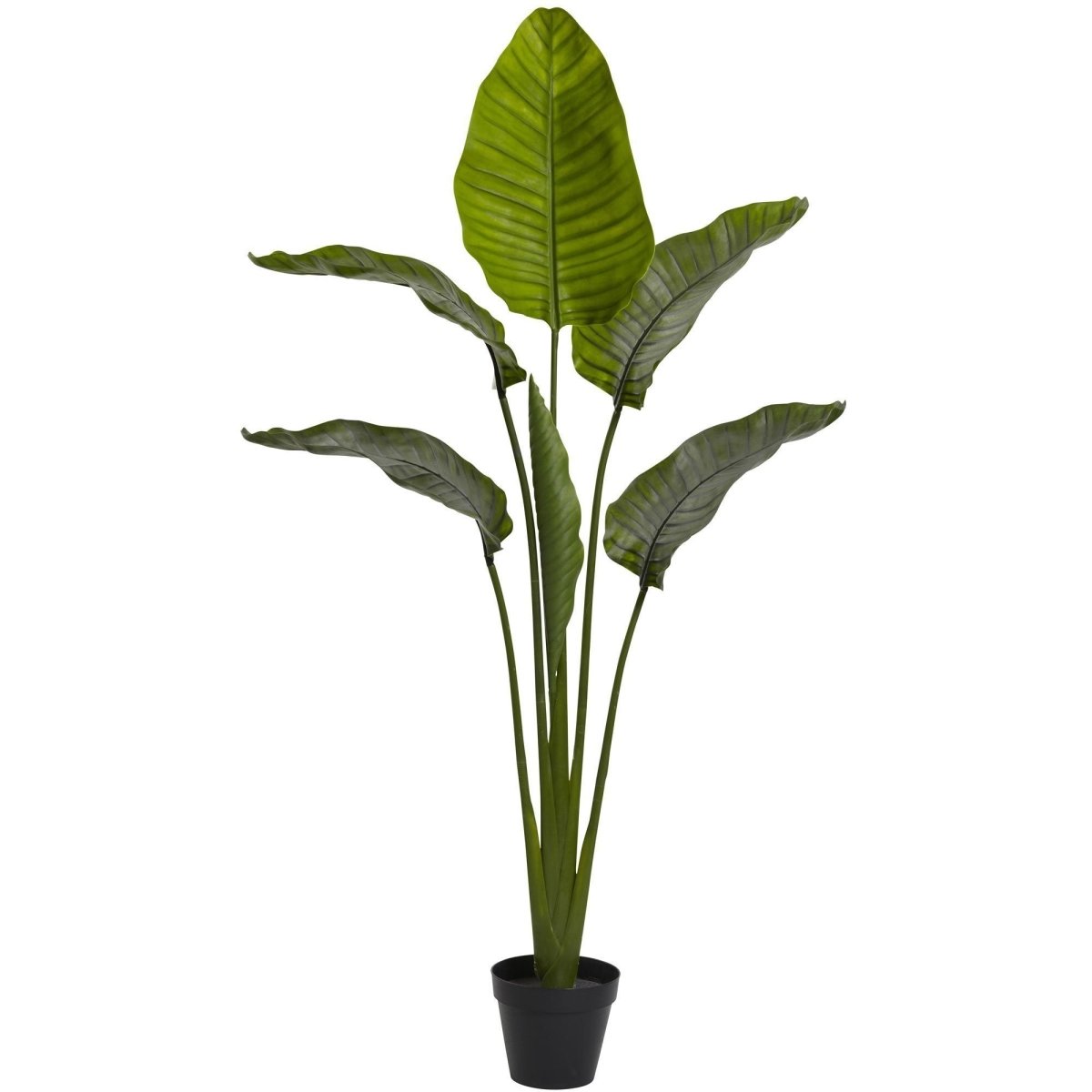  64-in Travelers Palm Tree – UV Resistant (Indoor/Outdoor)