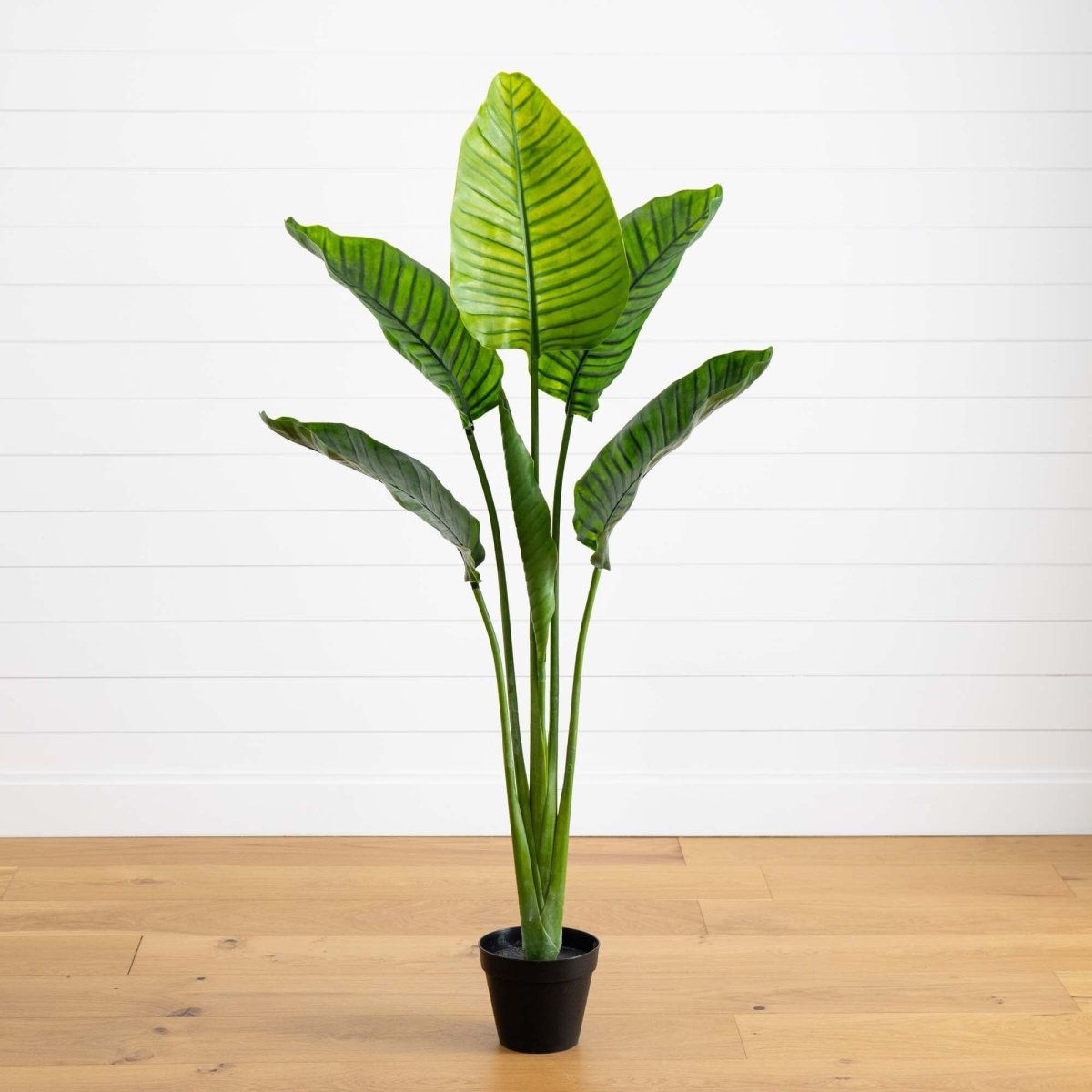  64-in Travelers Palm Tree – UV Resistant (Indoor/Outdoor)