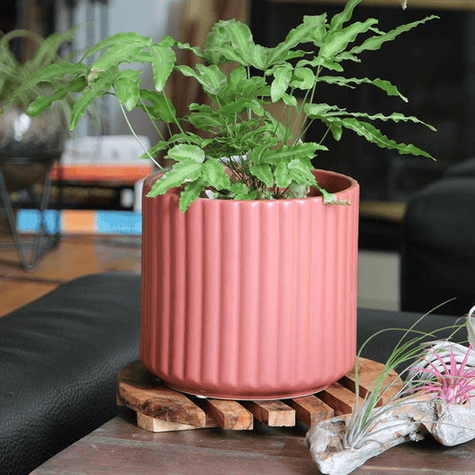  6.5" Brush Comb Hibiscus Planter – Ceramic Pot