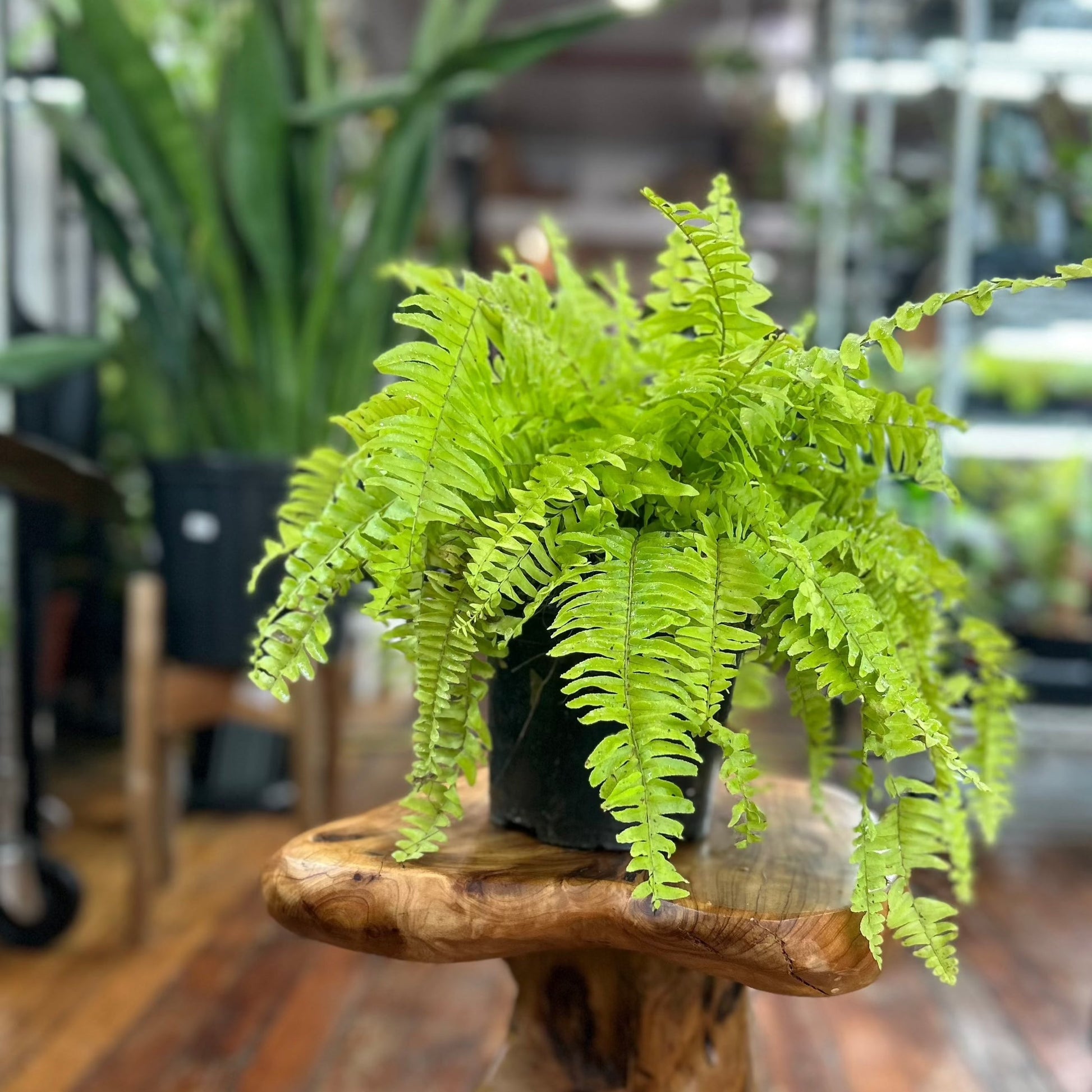 Nephrolepis Exaltata ‘Rita's Gold'’ - 6 Inch