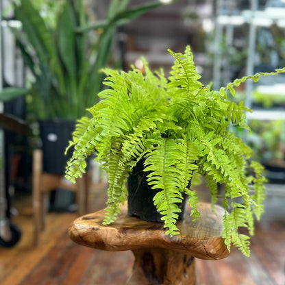  Nephrolepis Exaltata ‘Rita's Gold'’ - 6 Inch