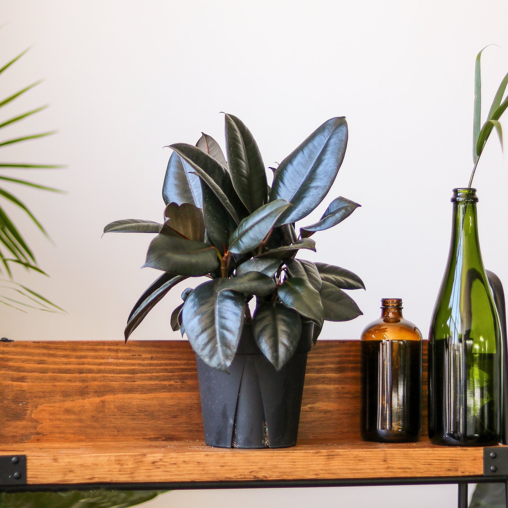  Ficus 'Burgundy' Rubber Plant