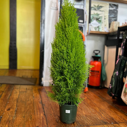 Cypress 'Goldcrest' - Lemon Cypress