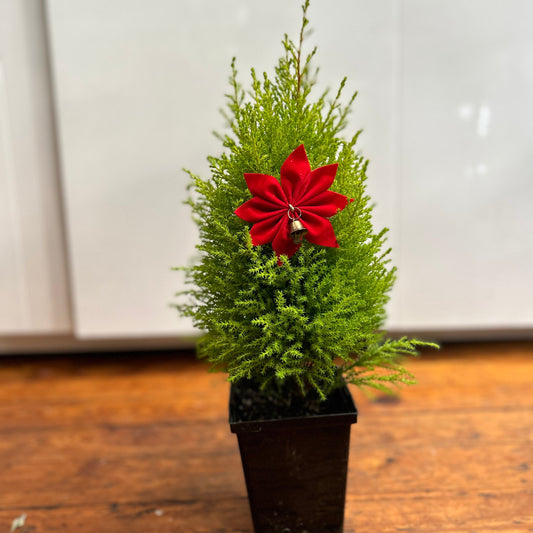  Cypress 'Goldcrest' - Lemon Cypress