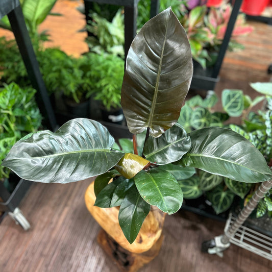  Philodendron 'Black Cardinal' - 4.5 Inch