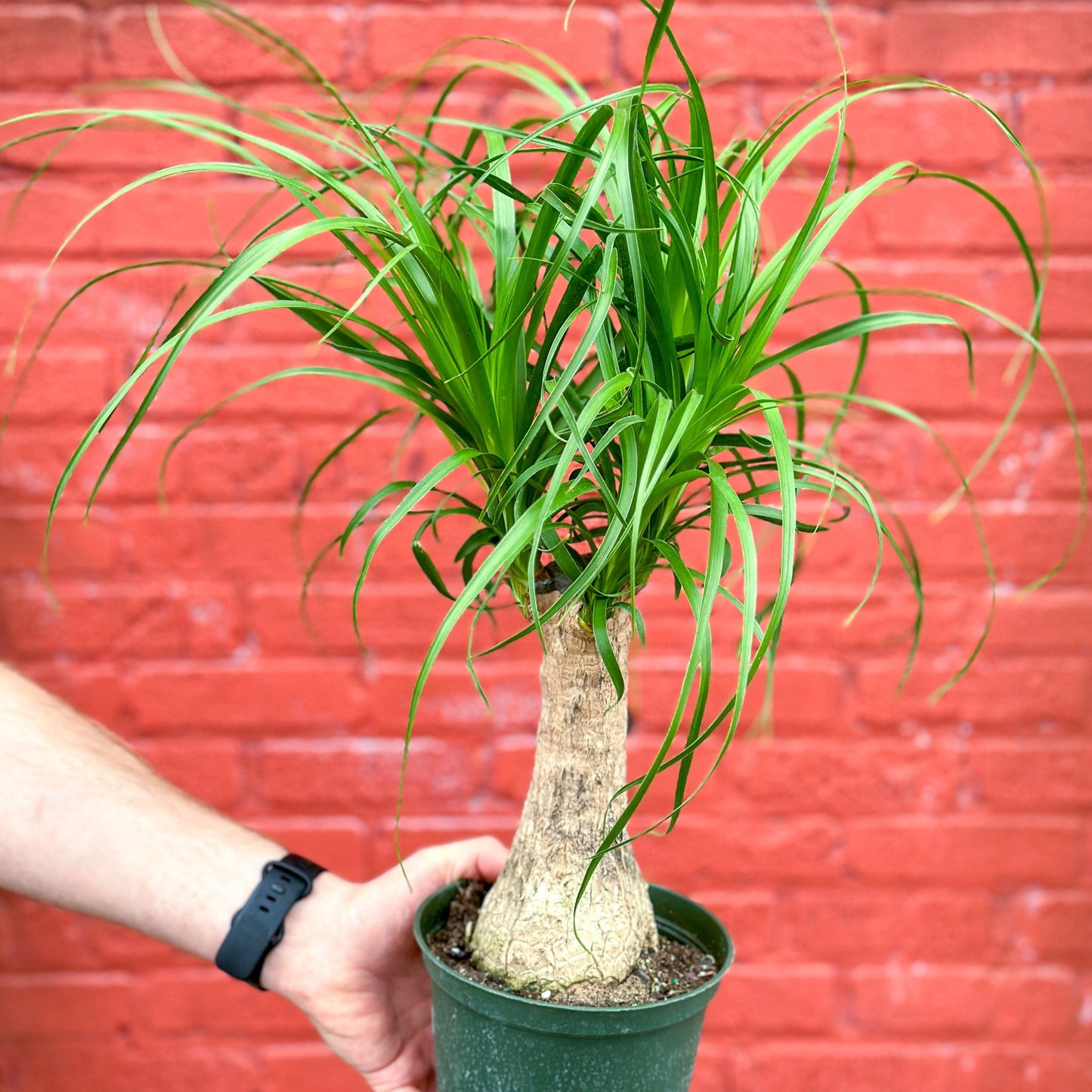  Beaucarnea Recurvata 'Ponytail Palm'