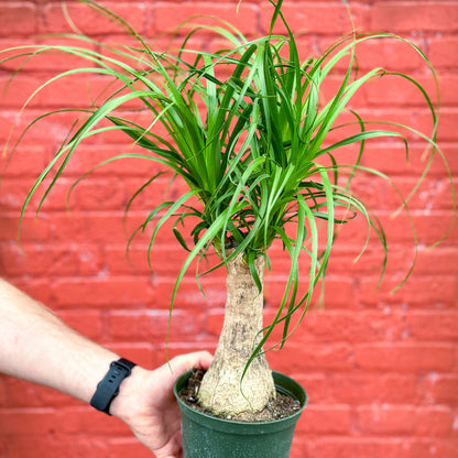  Beaucarnea Recurvata 'Ponytail Palm'