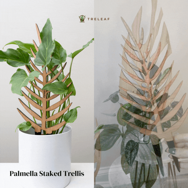  Palmella - Plant Support & Trellis