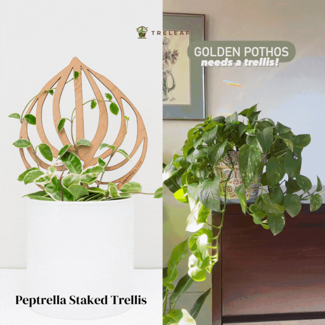  Peptrella - Peperomia Inspired Plant Trellis