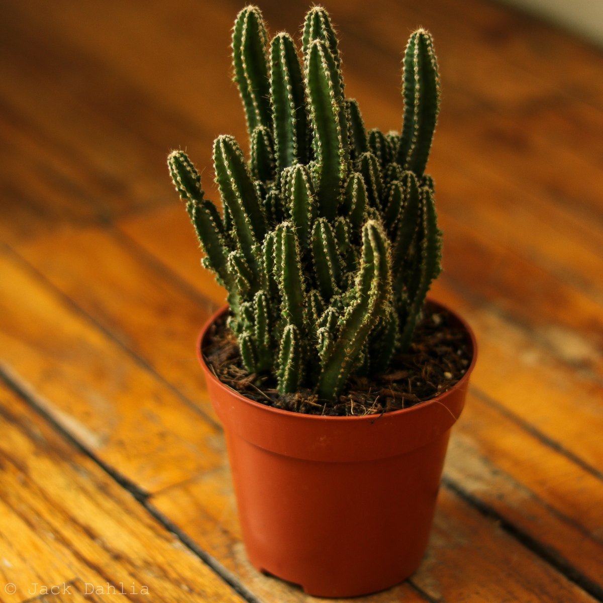  Acanthocereus Tetragonus ‘Triangle Cactus’ - 5 Inch