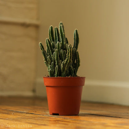  Acanthocereus Tetragonus ‘Triangle Cactus’ - 5 Inch