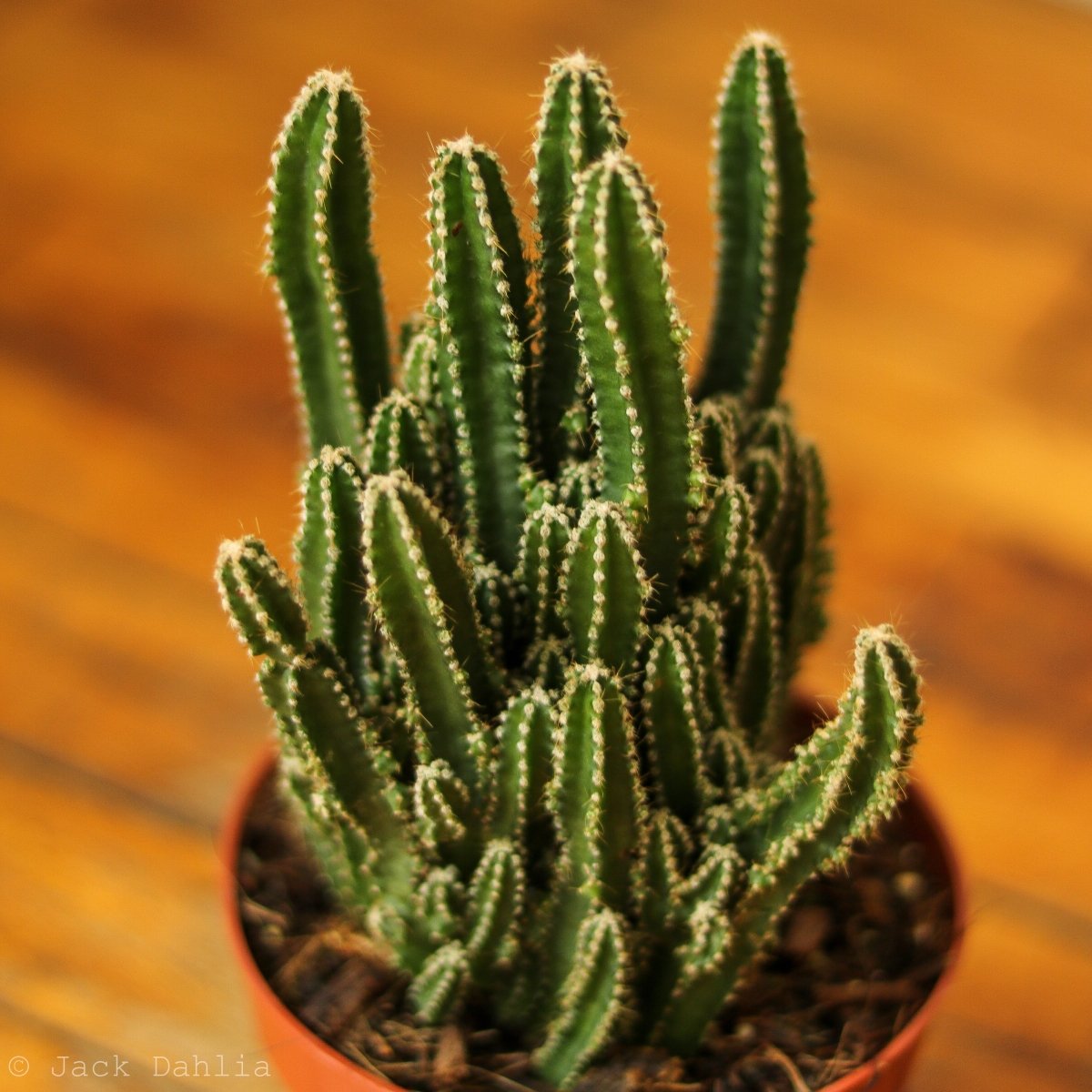  Acanthocereus Tetragonus ‘Triangle Cactus’ - 5 Inch