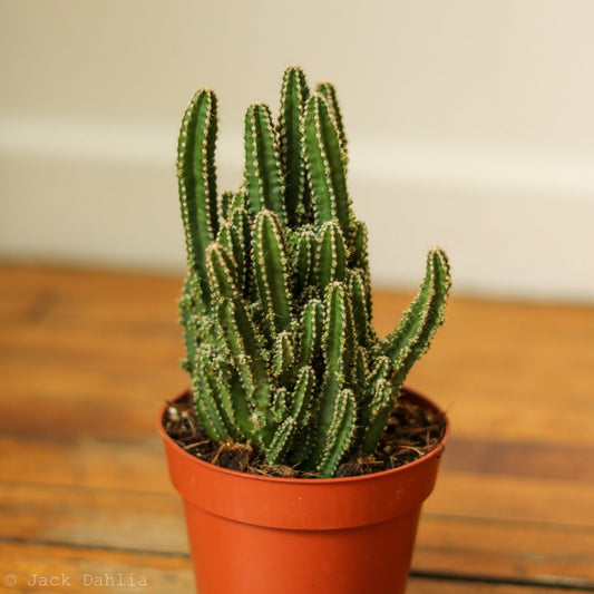  Acanthocereus Tetragonus ‘Triangle Cactus’ - 5 Inch